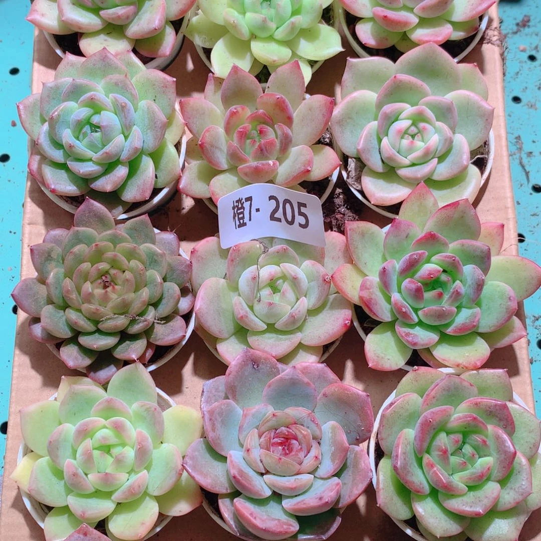 7-205一物一拍多肉带盆18颗