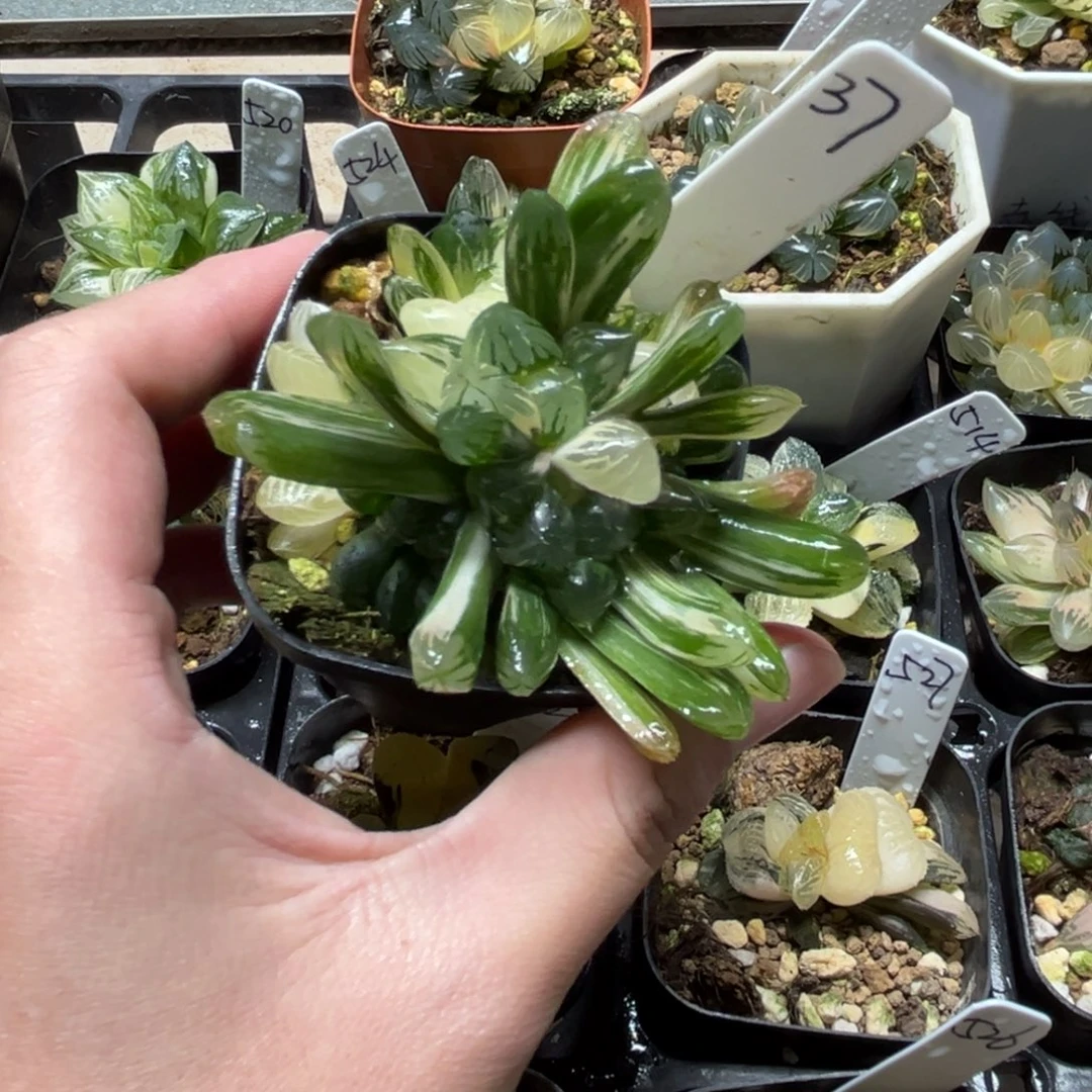 37群生花水晶玉露锦一物一拍