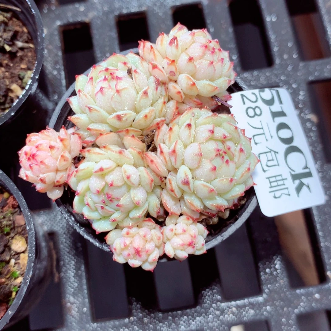 5厘米盆精控多肉510