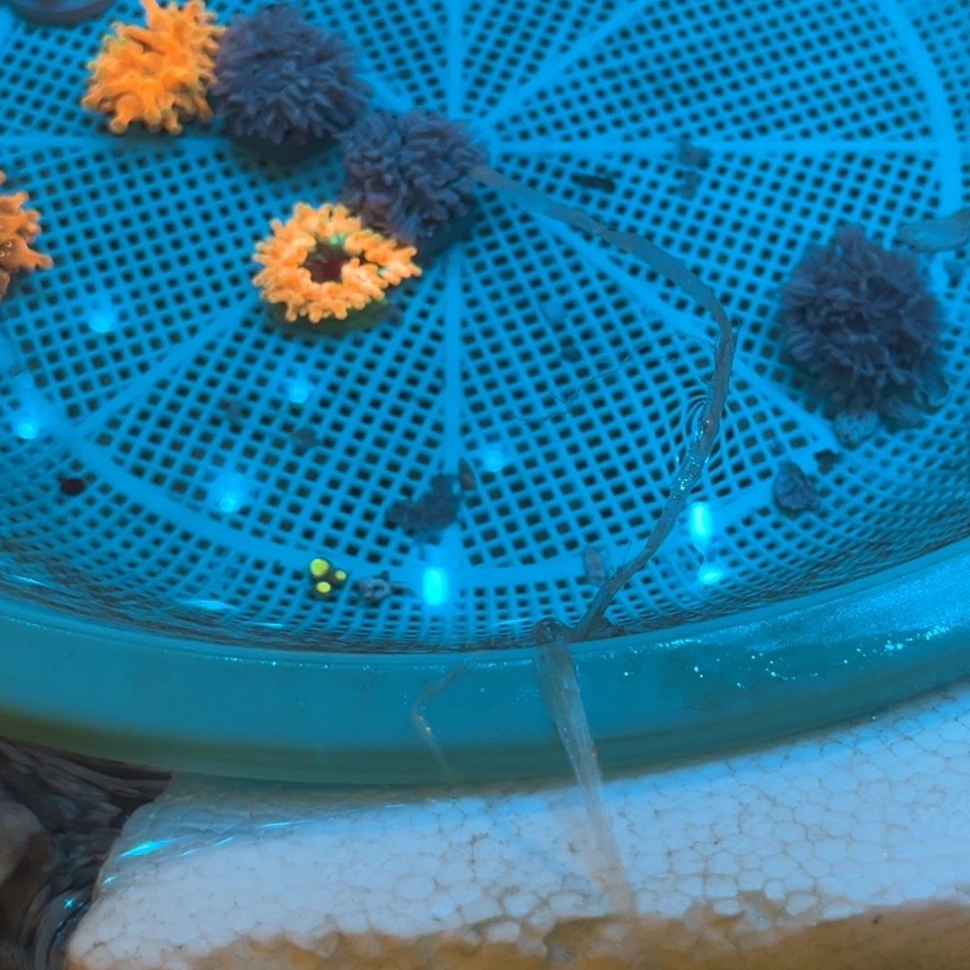 豪***憨奶嘴海葵闪千11111111