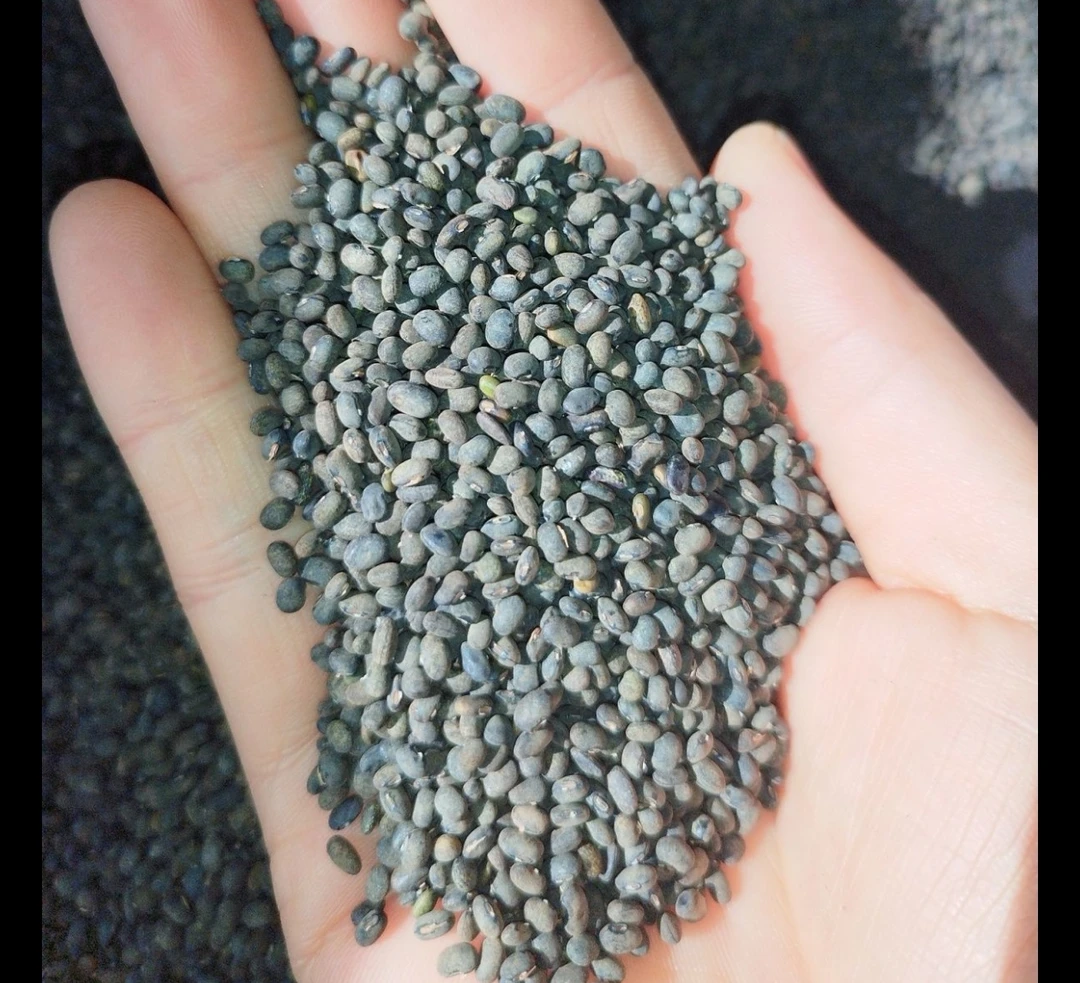 长白山  马料豆头道破壳/黑豆