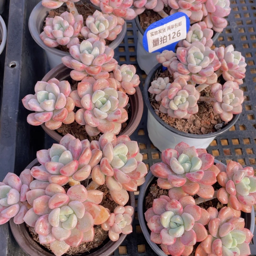 量拍126号 白鹭花斑鹭大群生四头起一个