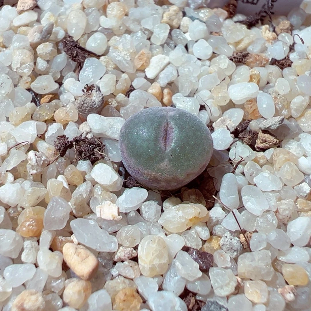 卓***念1117-332多肉多肉安格