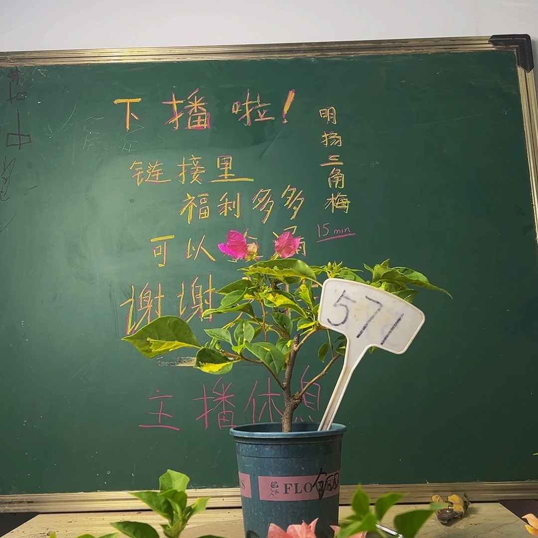 当前无花栽培后可以开花下播 金心双色 571