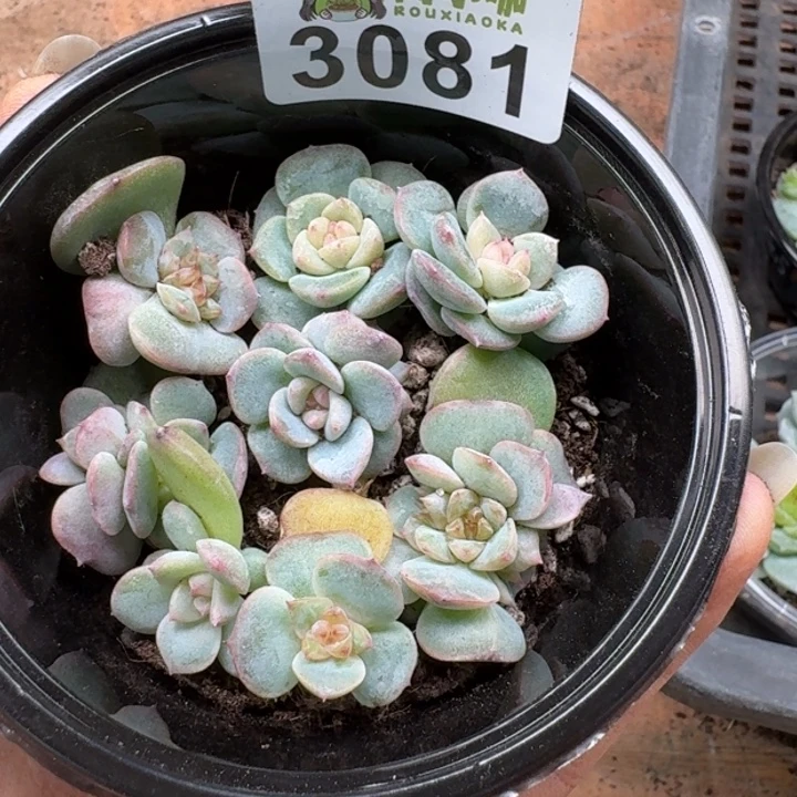 多肉植物多肉植物