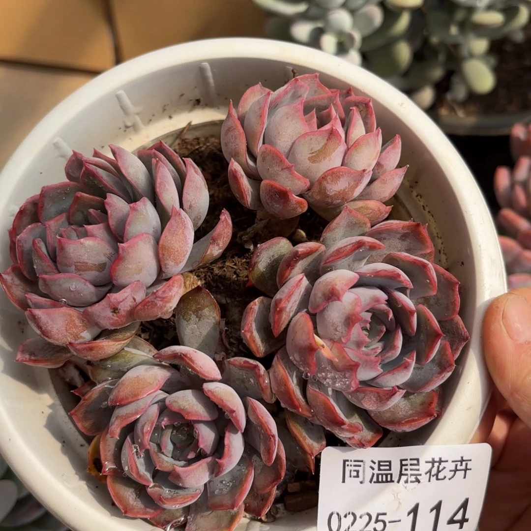 同温层多肉暗冰114