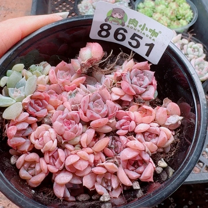 多肉植物多肉植物