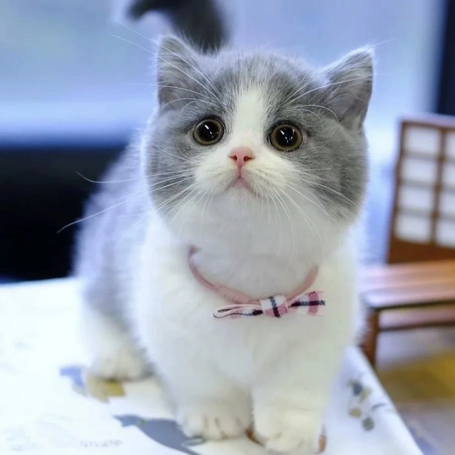 金渐层银渐层蓝金紫金布偶蓝猫暹罗三花拿矮脚破仑猫咪幼猫