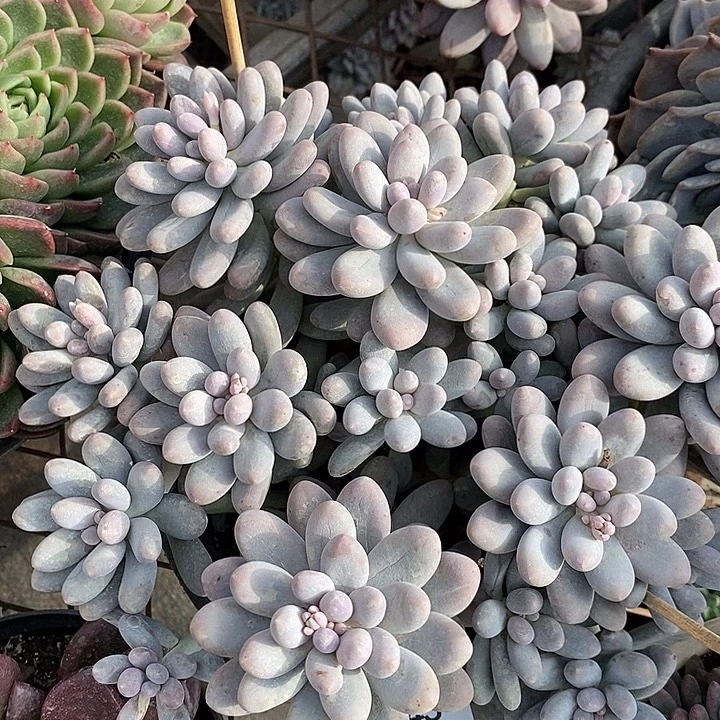 小七夕多肉汤圆45