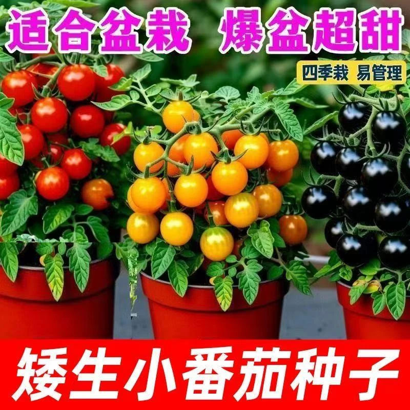 【盆摘小番茄】盆栽高产四季小西红柿蔬菜种子