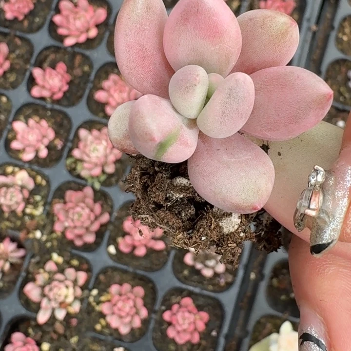 桃花源锦一物一拍134