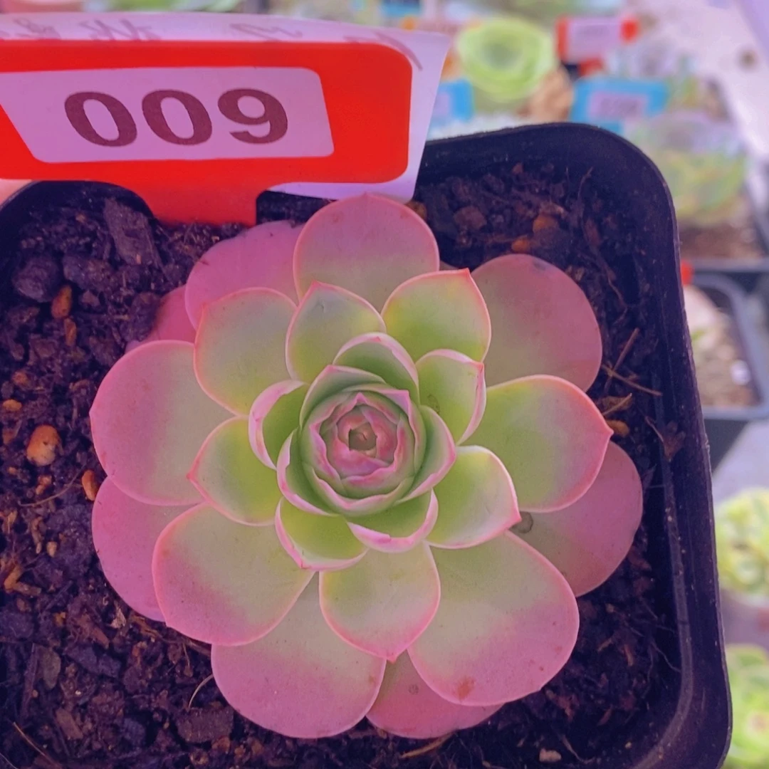 山地玫瑰一物一拍琦梦晨光009