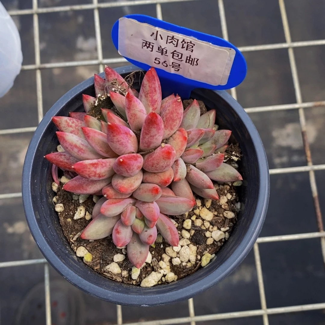 56-精品福利虞美人一个