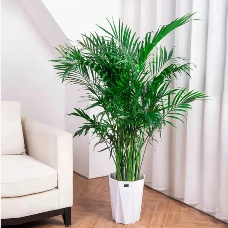 1.1-1.2米富贵椰子净化空气室内绿色美观盆栽by02