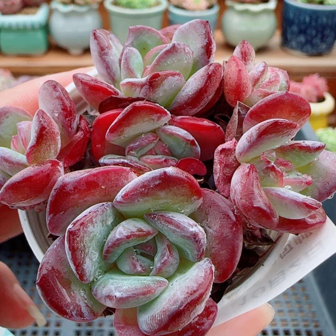 花语逸镜1002-140荷花