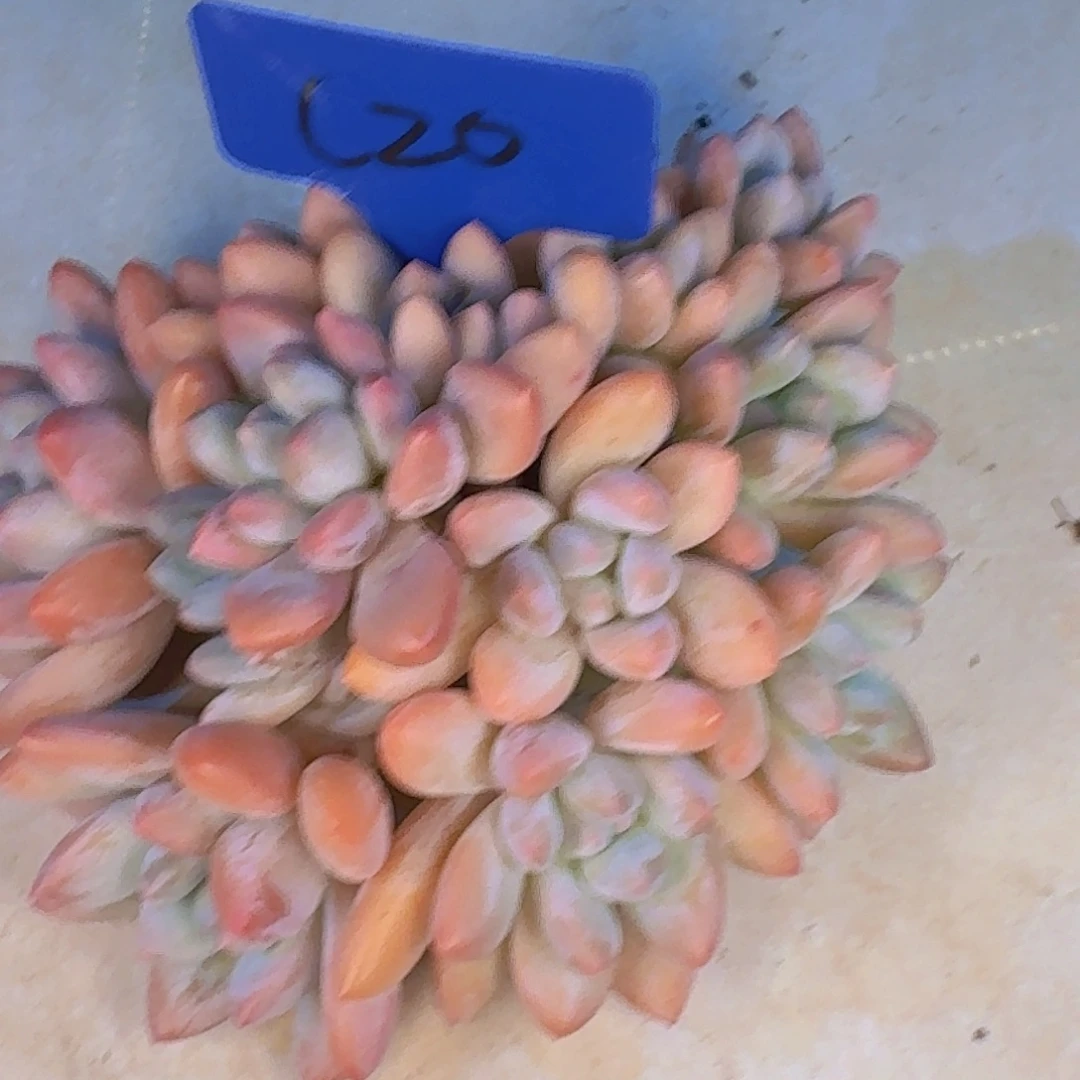 星****多肉植物的生长发育