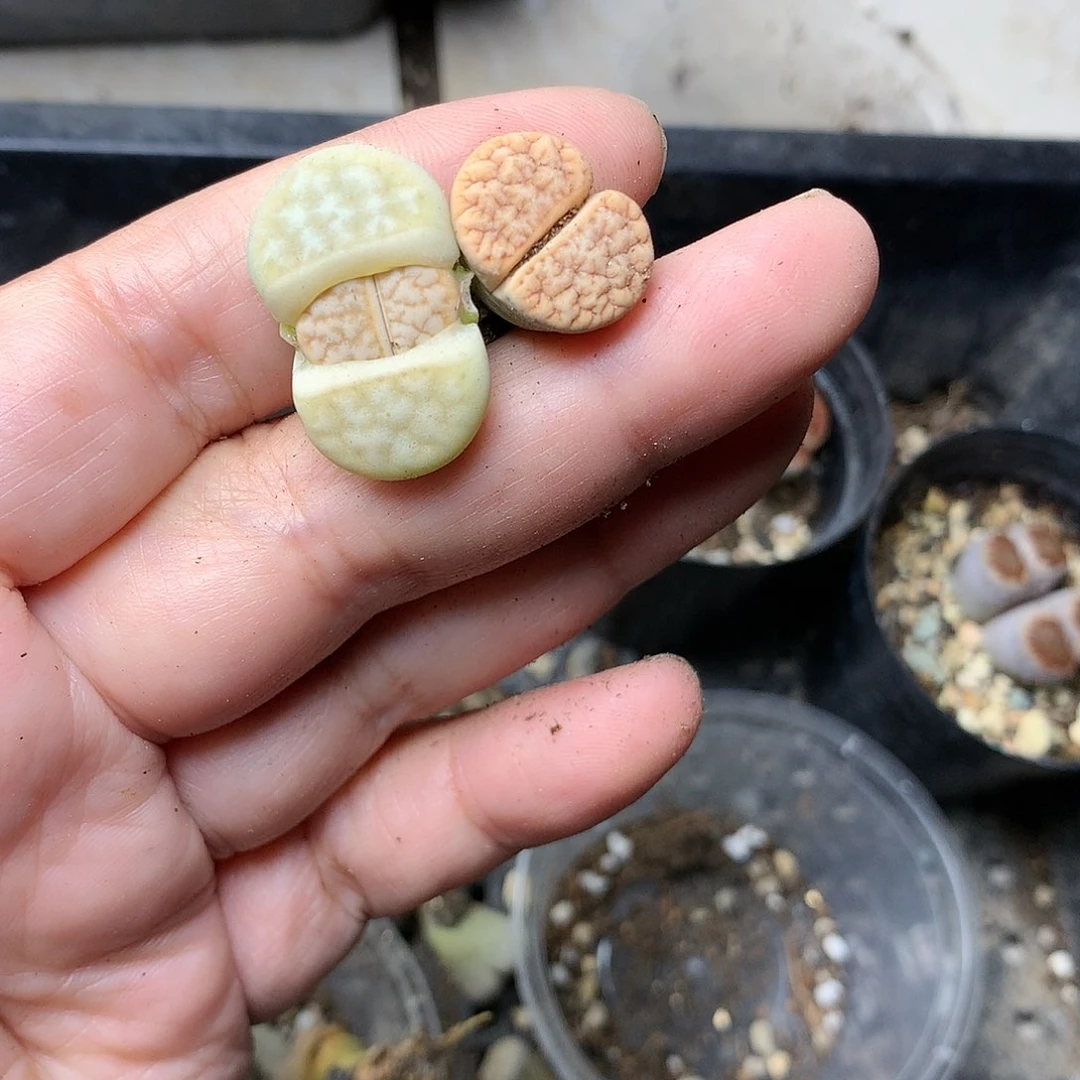 T285多肉植物保护