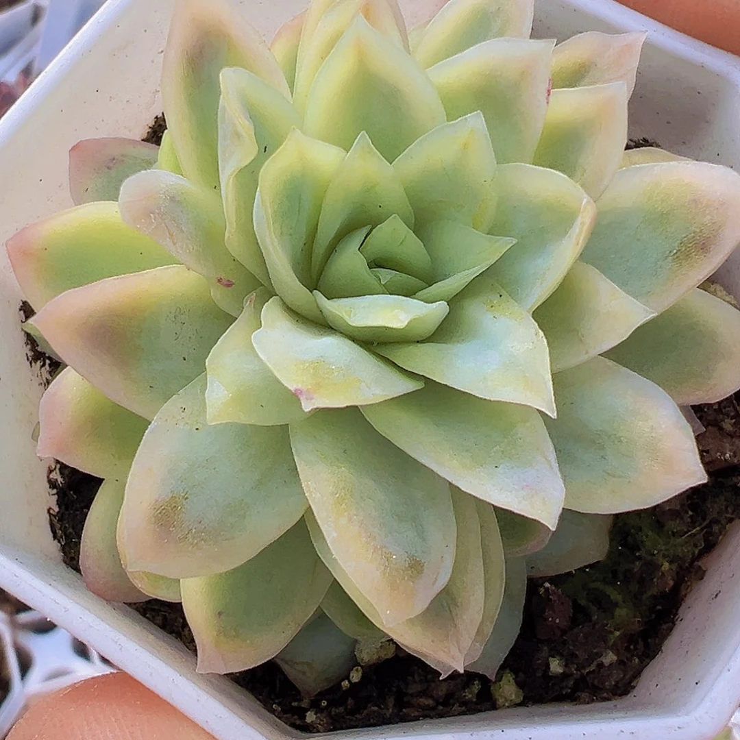 冰片锦19包邮多肉植物