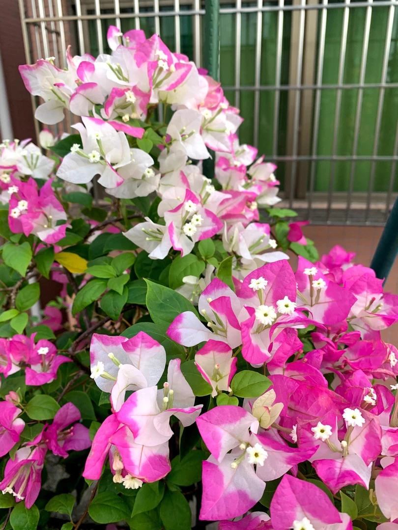 【椰子冰】三角梅好养阳台勤花颗爬藤可垂丝不带花