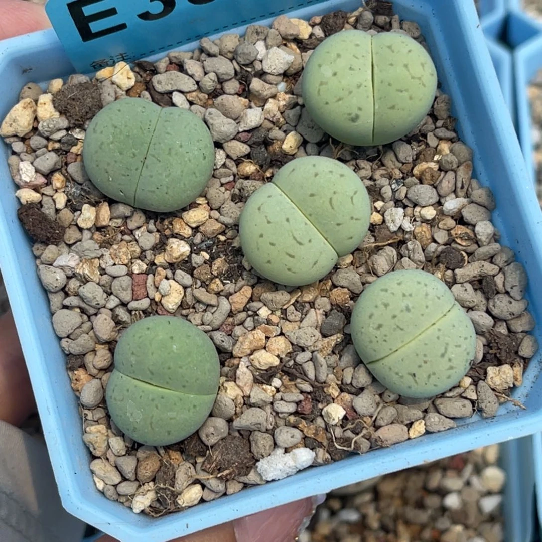 3357绿大白五颗脱土发货