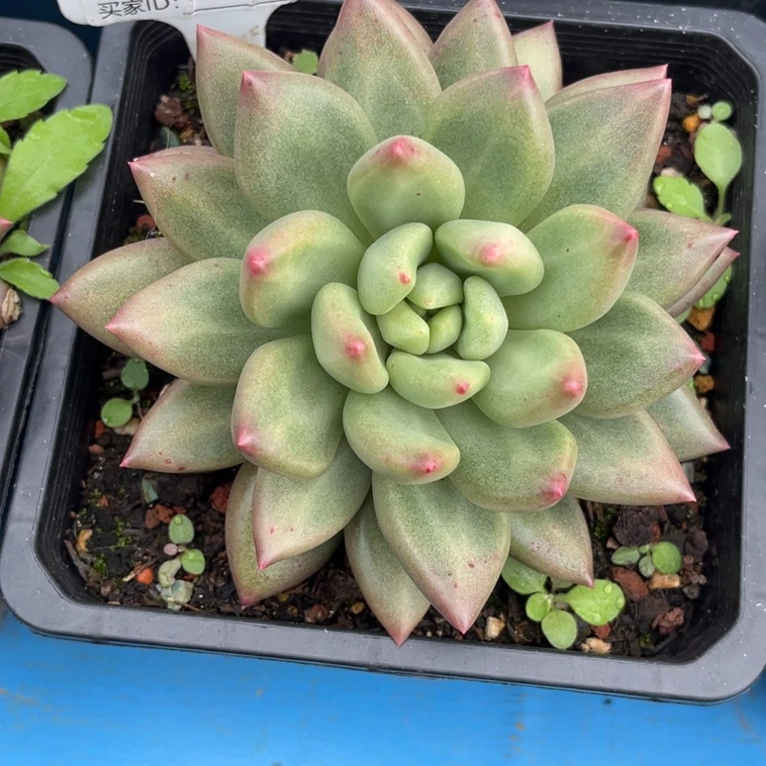 美人系多肉植物626