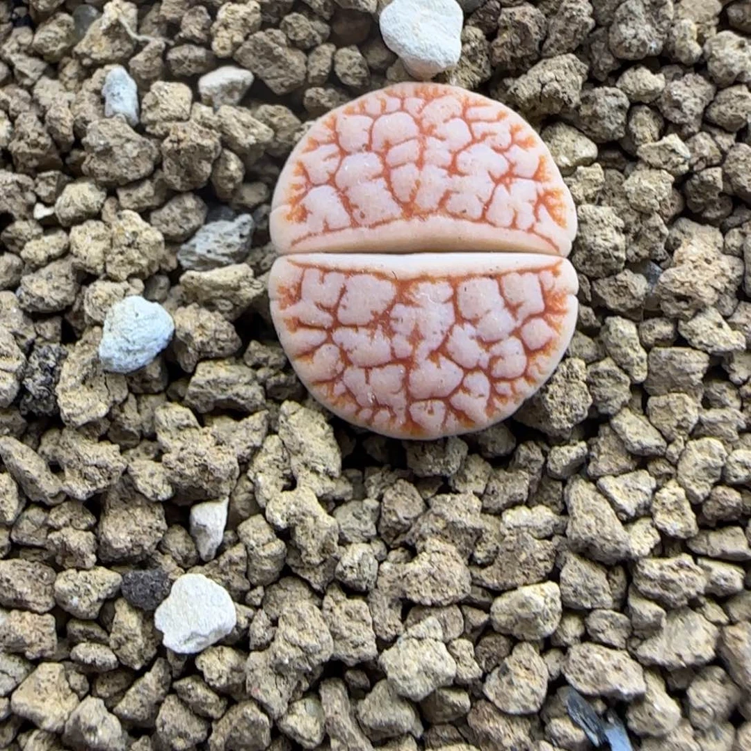 334 生石花大棚直播