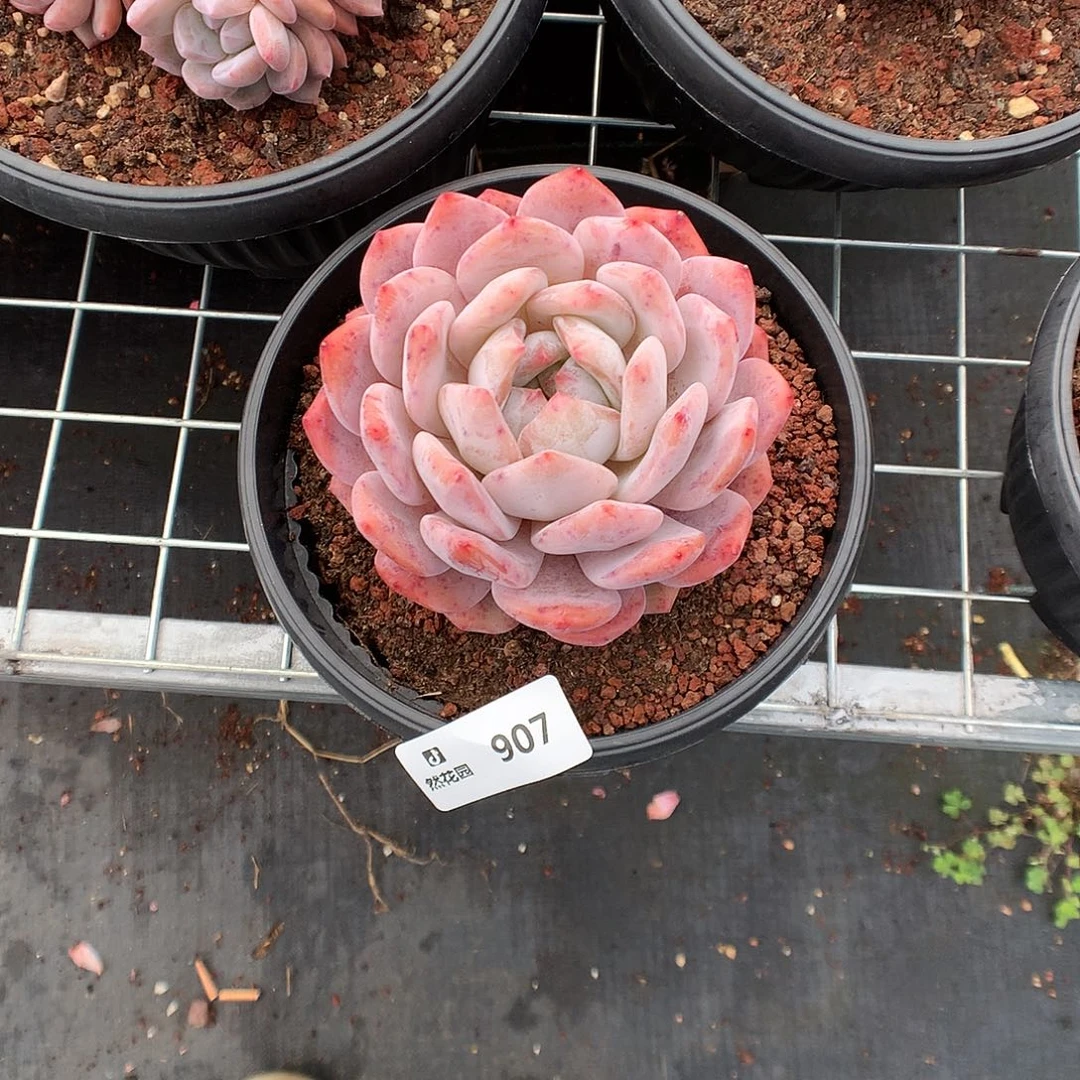 907梦露多肉植物666