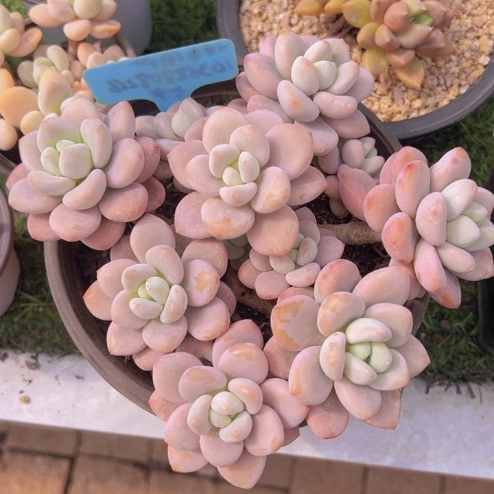 健健康康平平安安