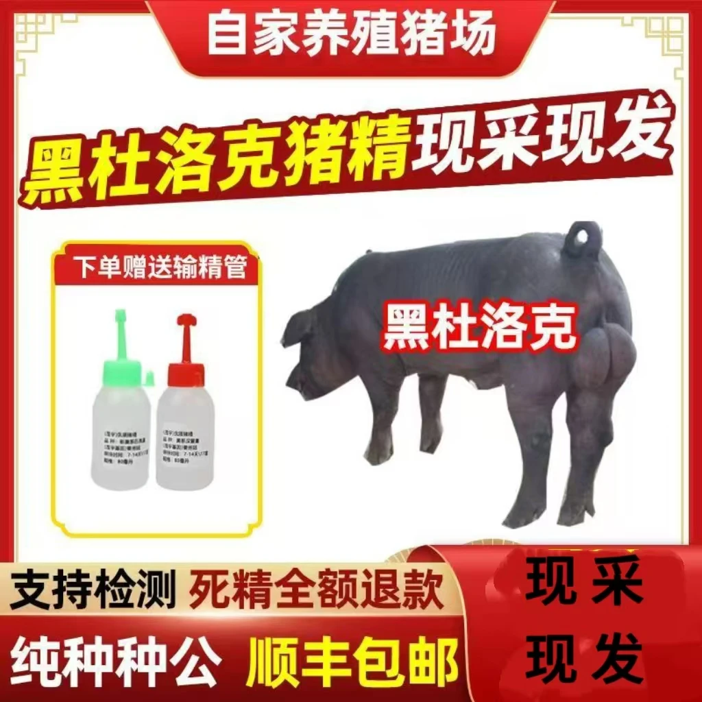 【黑金刚】60ml2瓶兽用优质精液猪精配种人工授精当天现采现发