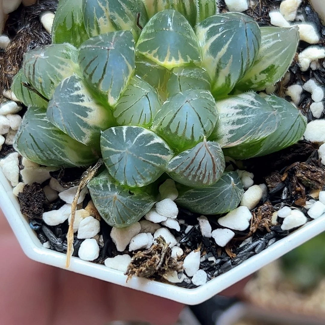 糊斑霓虹灯锦十二卷多肉