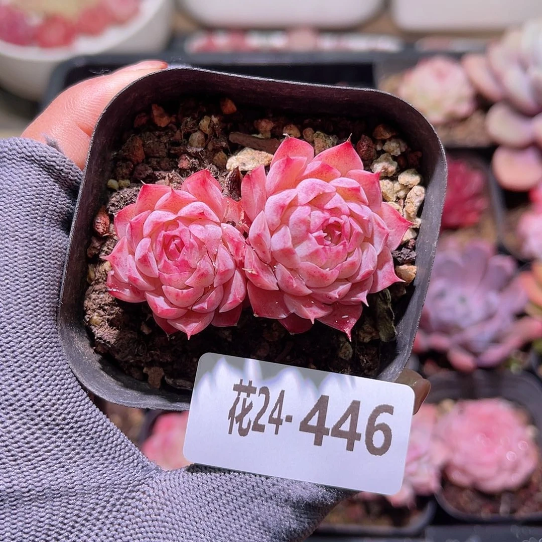 花24-446朱砂痣双头