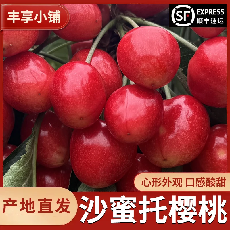 【顺丰包邮】大连沙蜜托大樱桃现采现发新鲜多汁1.8斤