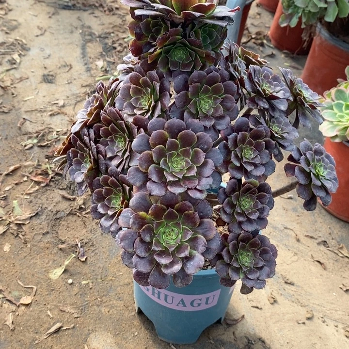 红桐多肉植物48。