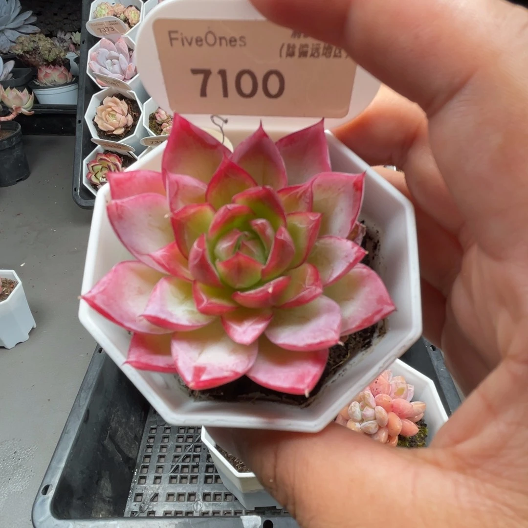 7100西西里5.0厘米