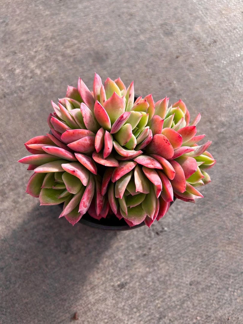 【绮罗】新手必备款  满9.9包邮 燕子多肉