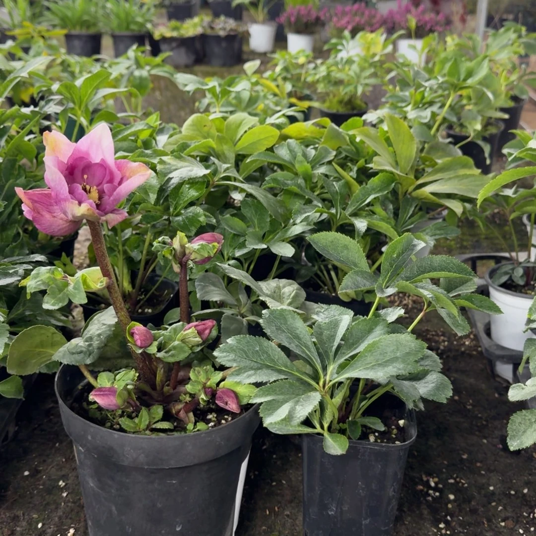 完全开放冰雪系列铁筷子甜心1加仑一盆送重瓣110杯1颗