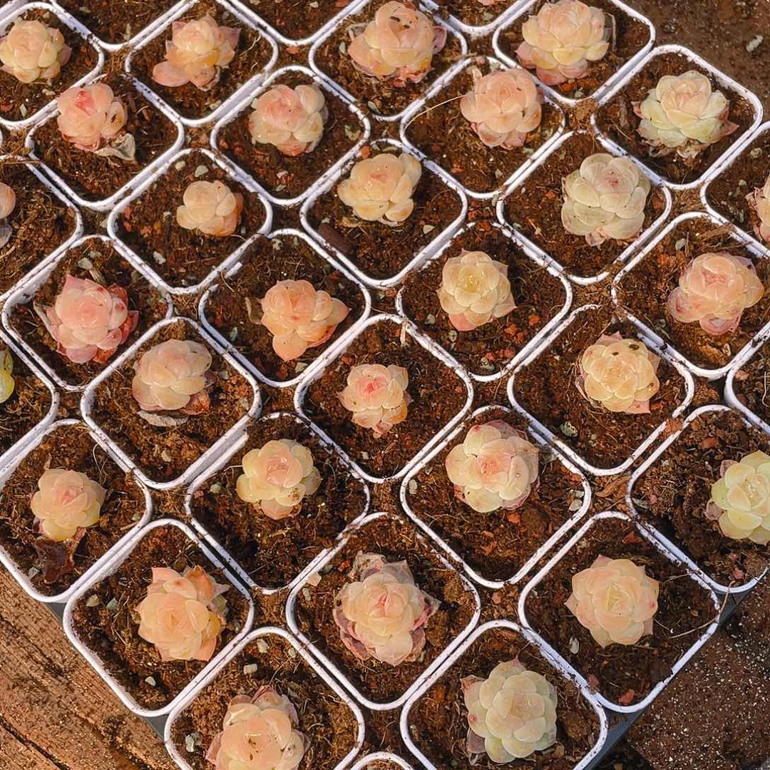 黄幽兰穴一个满25包邮