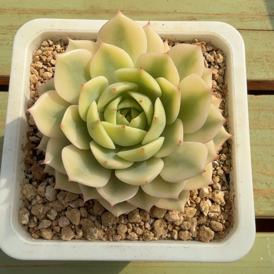 笨吧锦锦上园艺一物一拍