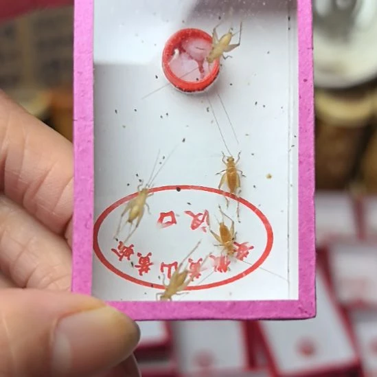 蟋蟀小黄蛉一盒过冬