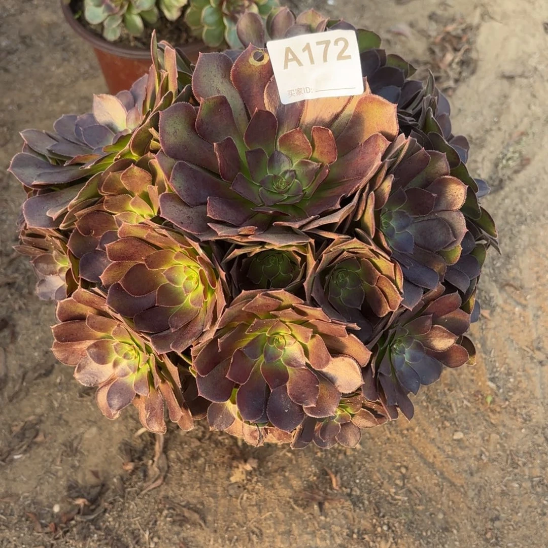 荷兰玫瑰断枝不包172