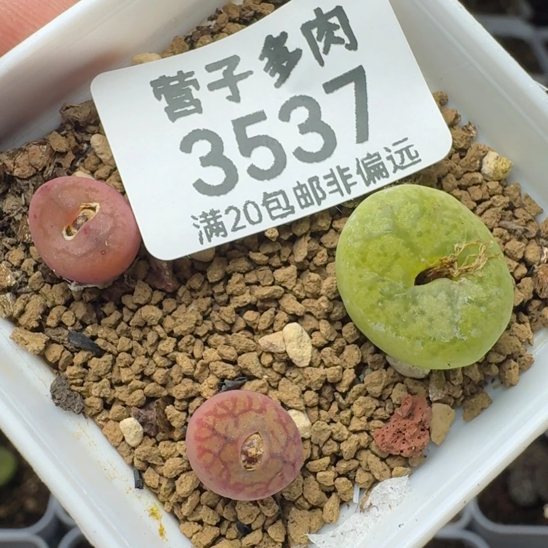 毛杂带盆土