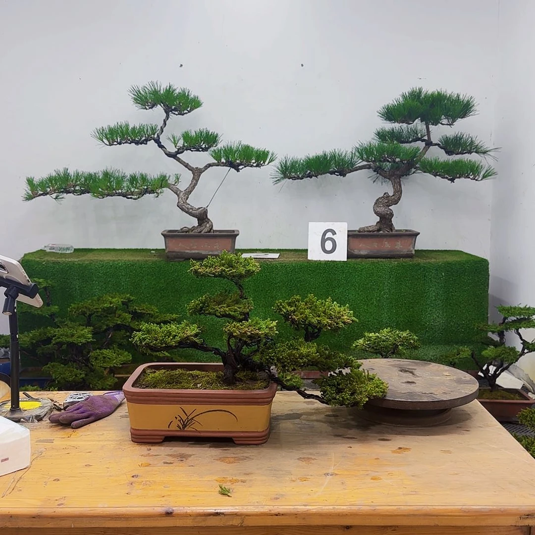 盆景盆景盆景盆景