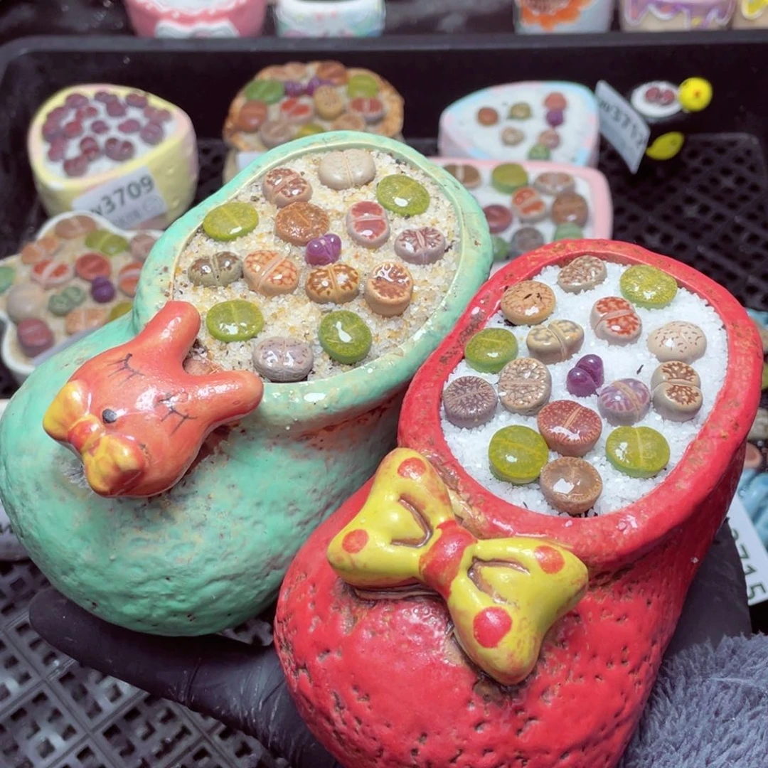 q3717--带盆土发货，零下地区拍保温箱