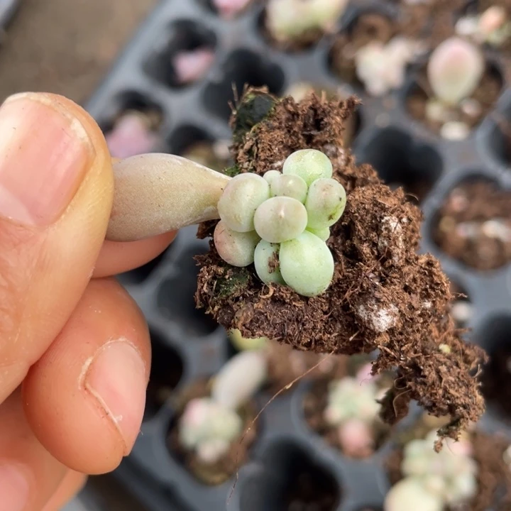 一物一拍满18包邮