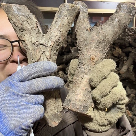 香榧木漆*火琉璃的故事毛料摆件