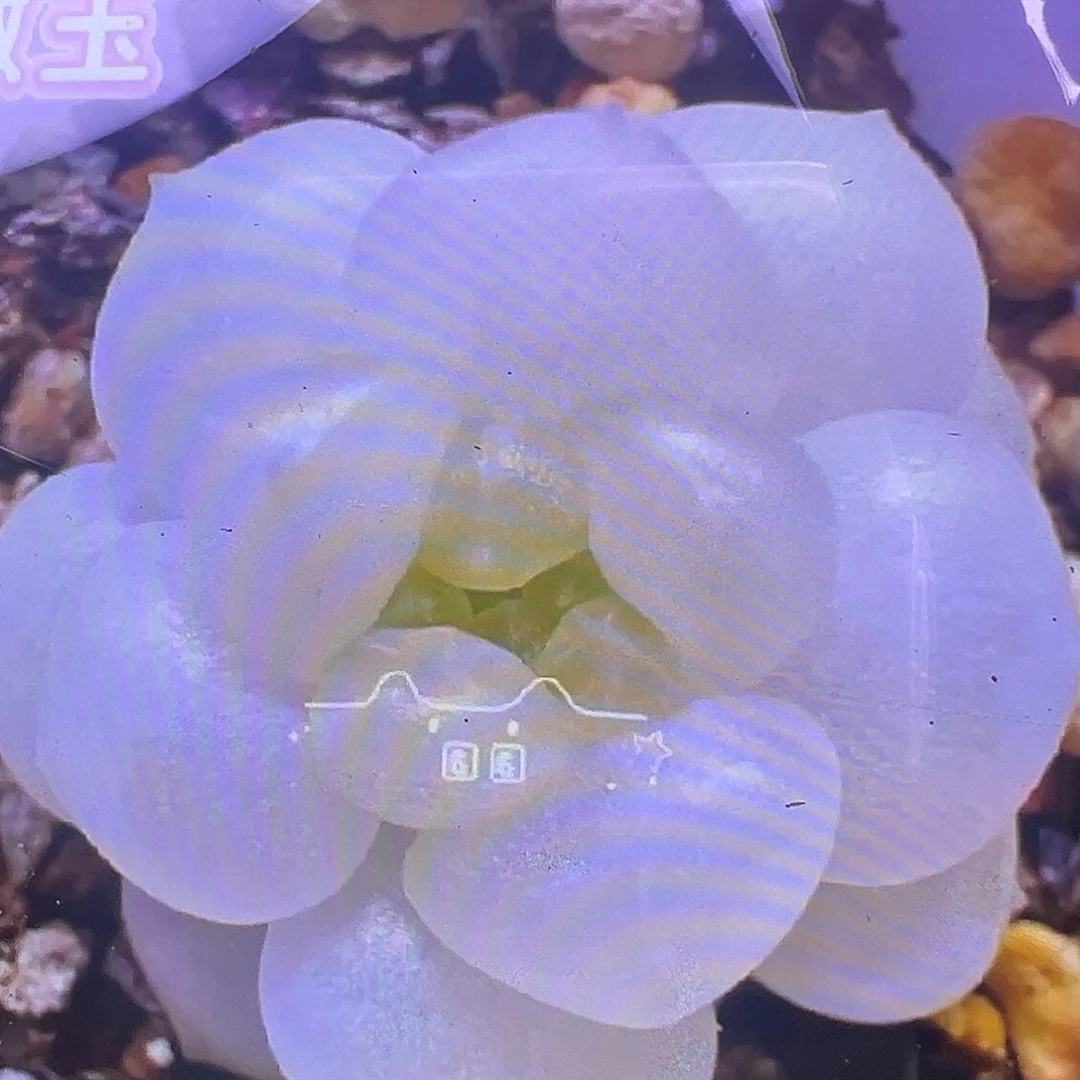 四个皦玉叶片。福利