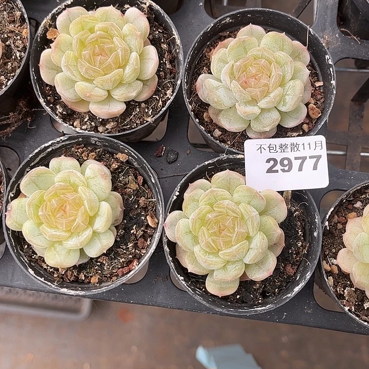 阿雅园艺。          2977白恋四颗