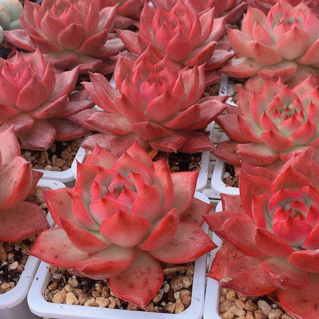 阿姆斯壮345678899990