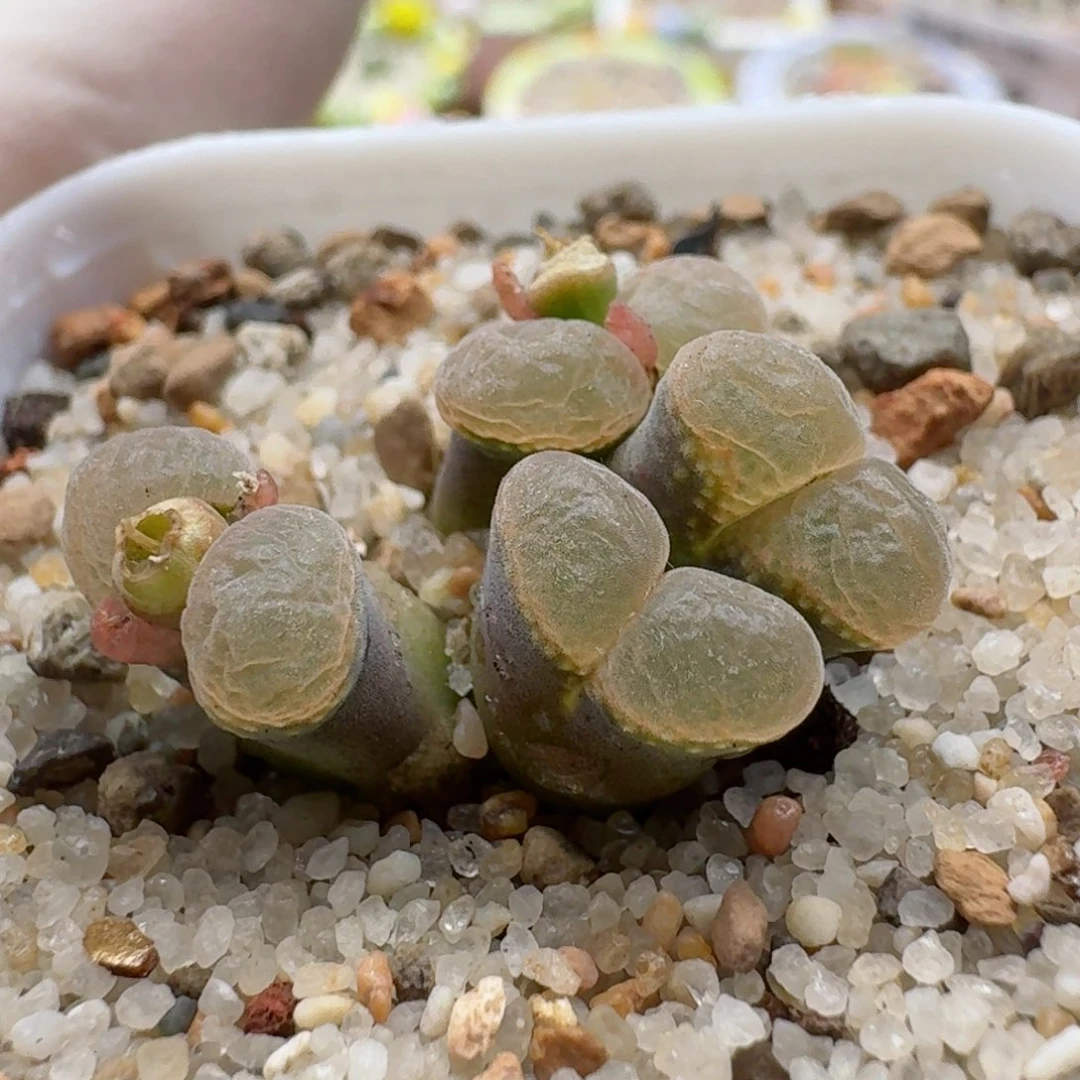 1108-028群生日系