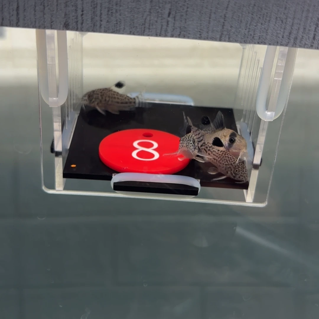 清道夫鱼8号牌3➕鼠鱼5条